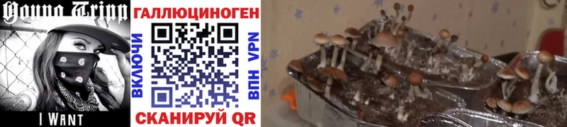 Галлюциногенные грибы прущие грибы  Новосибирск 